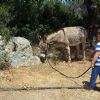 Asini si nasce - Gallura