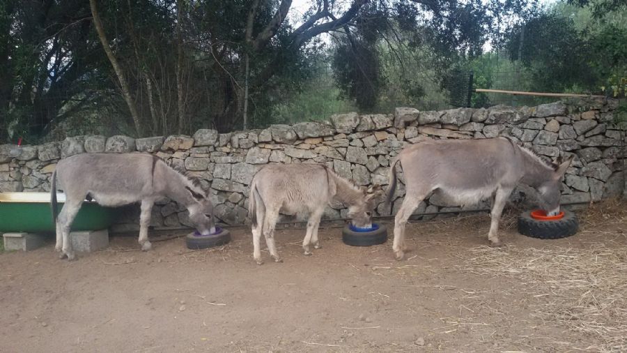 Asini si nasce - Gallura