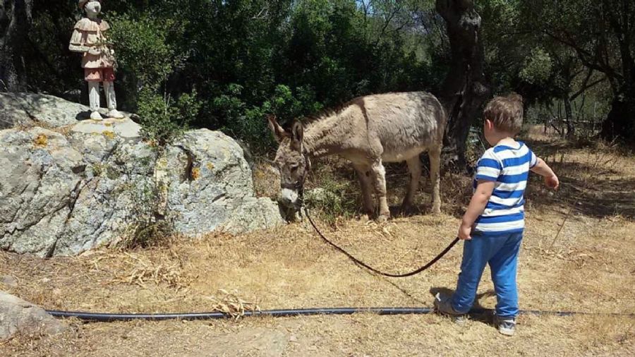 Asini si nasce - Gallura