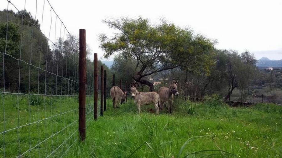 Asini si nasce - Gallura