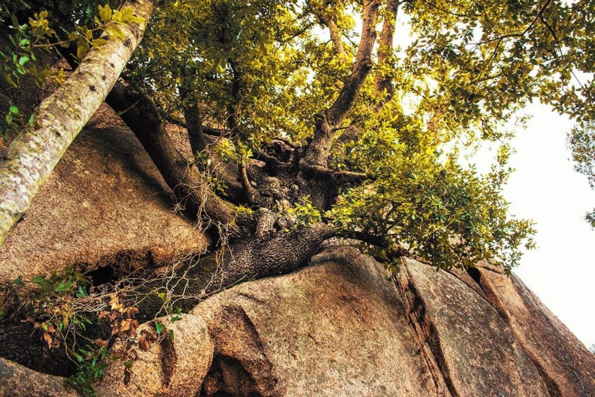 monte Pulchiana - Gallura Turismo