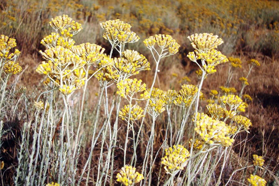 Erboristeria Officinale di Patrizia Daniele